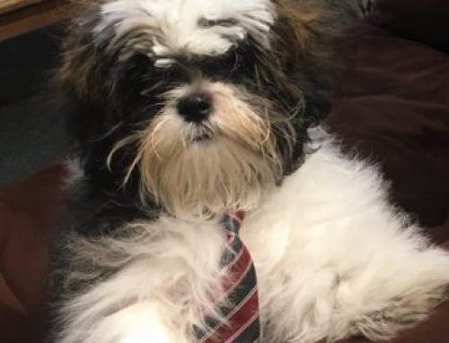 Overland Shop Dog on Duty