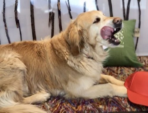 Meet the Shop Dogs of Steamboat!