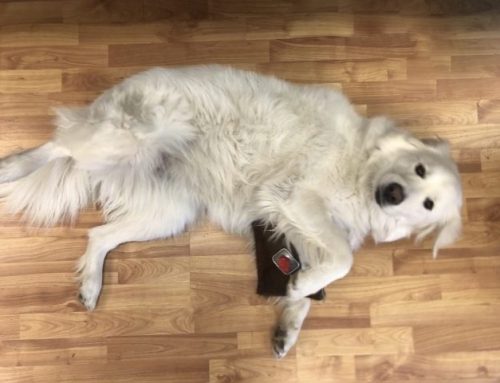 Branches Shop Dog on Duty